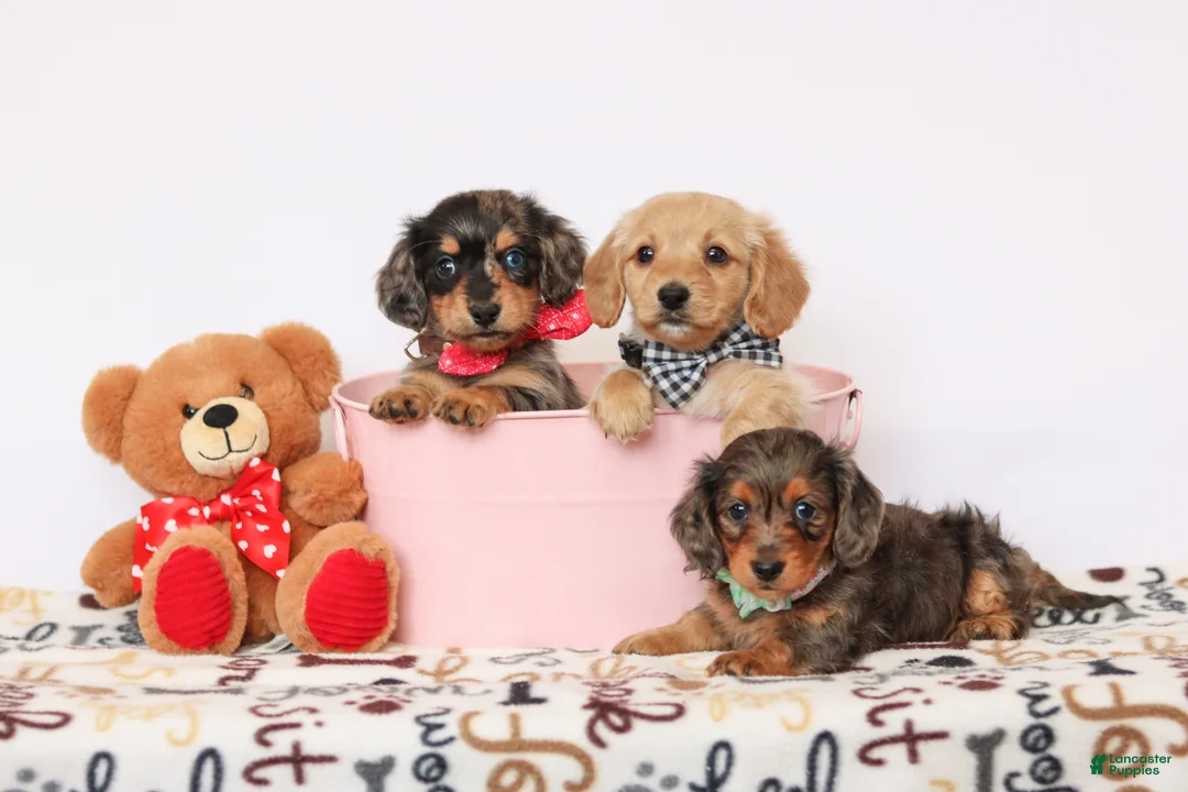 Miniature Dachshund dogs for sale: Miniature Dachshund Puppy 1 - Ad 11
