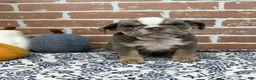English Bulldog dogs for sale: Ellie - Ad 3