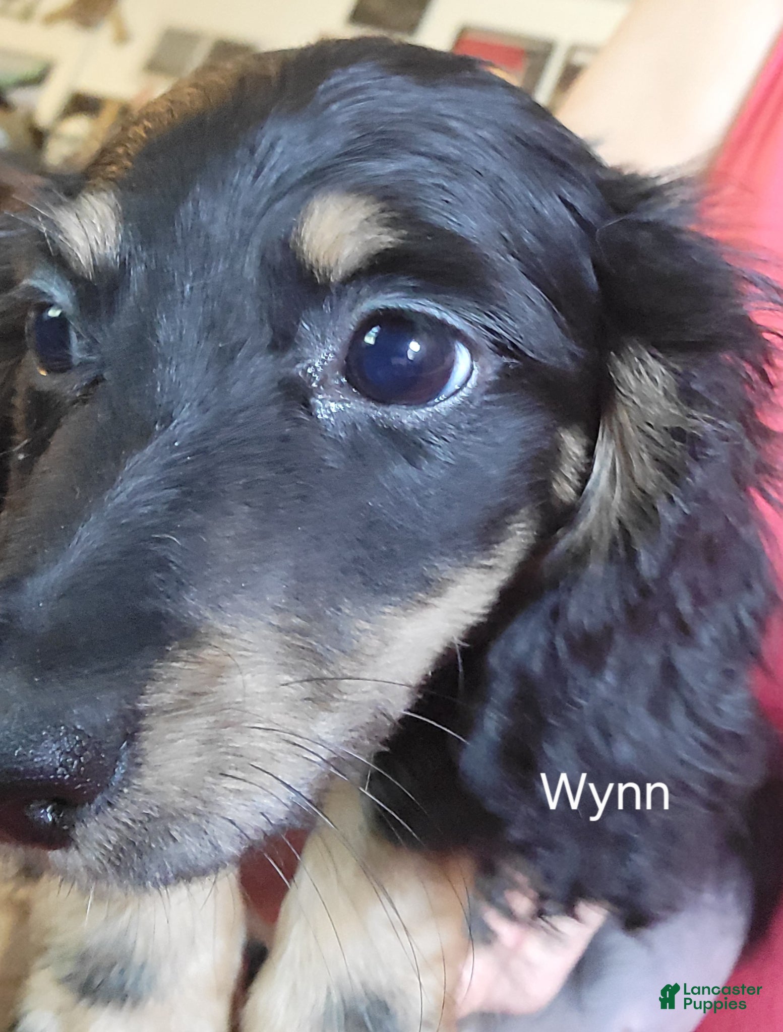 Miniature Dachshund dogs Wynn, black & cream  - Ad 18