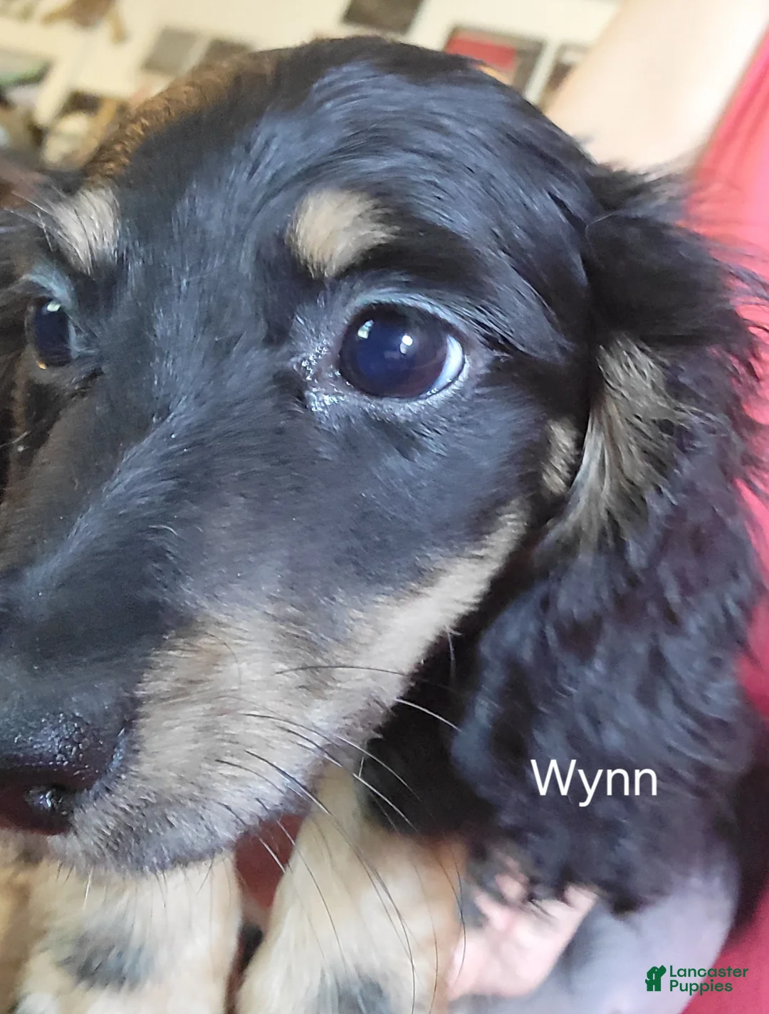 Miniature Dachshund dogs for sale: Wynn, black & cream  - Ad 1