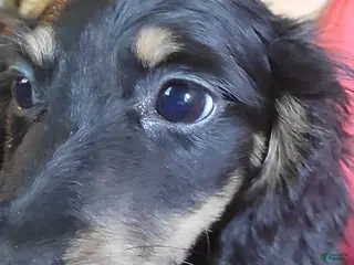 Miniature Dachshund dogs Wynn, black & cream - Ad 19