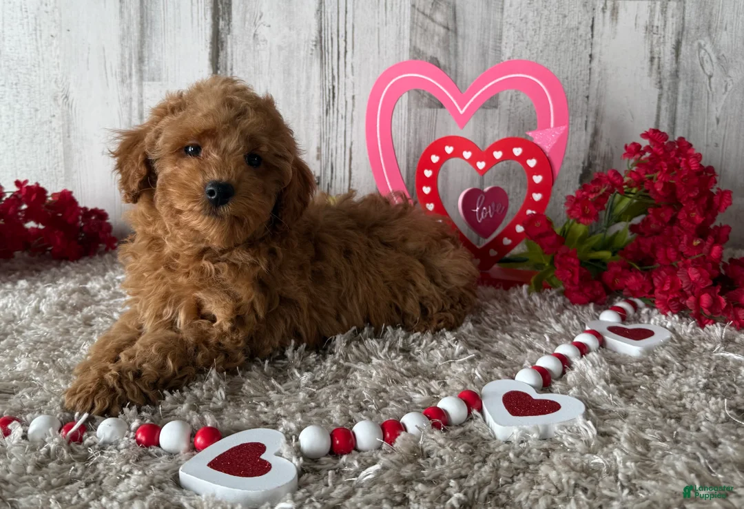 Toy Poodle dogs for sale: Tyson - Ad 3