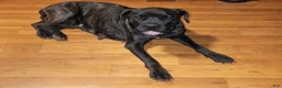 Mixed Breed dogs for sale: Valentine - Ad 3