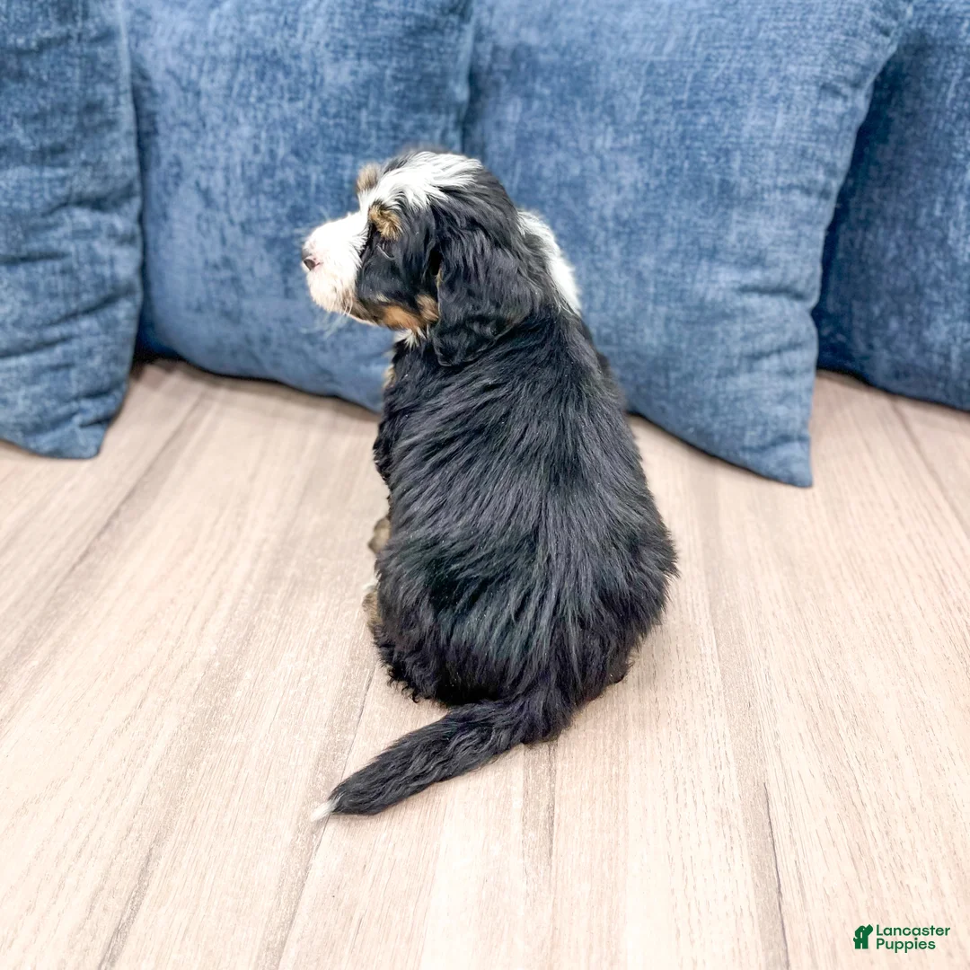 Mini Bernedoodle dogs for sale: Hank - Ad 5