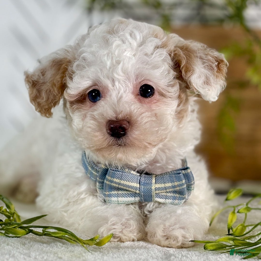 Toy Poodle dogs for sale: Blizzard - Ad 2