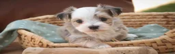 Havanese dogs for sale: Webster Havanese  - Ad 9