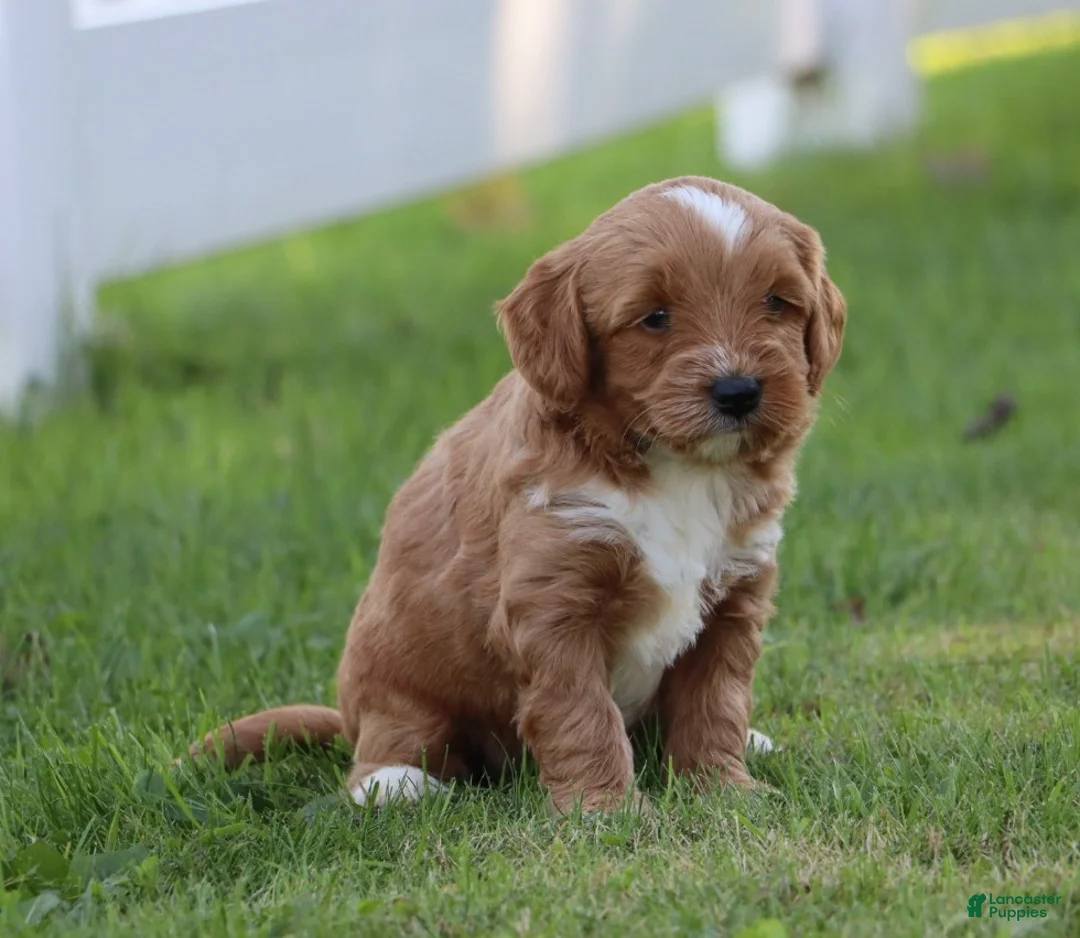 Miniature Labradoodle dogs for sale: Buster - Ad 2