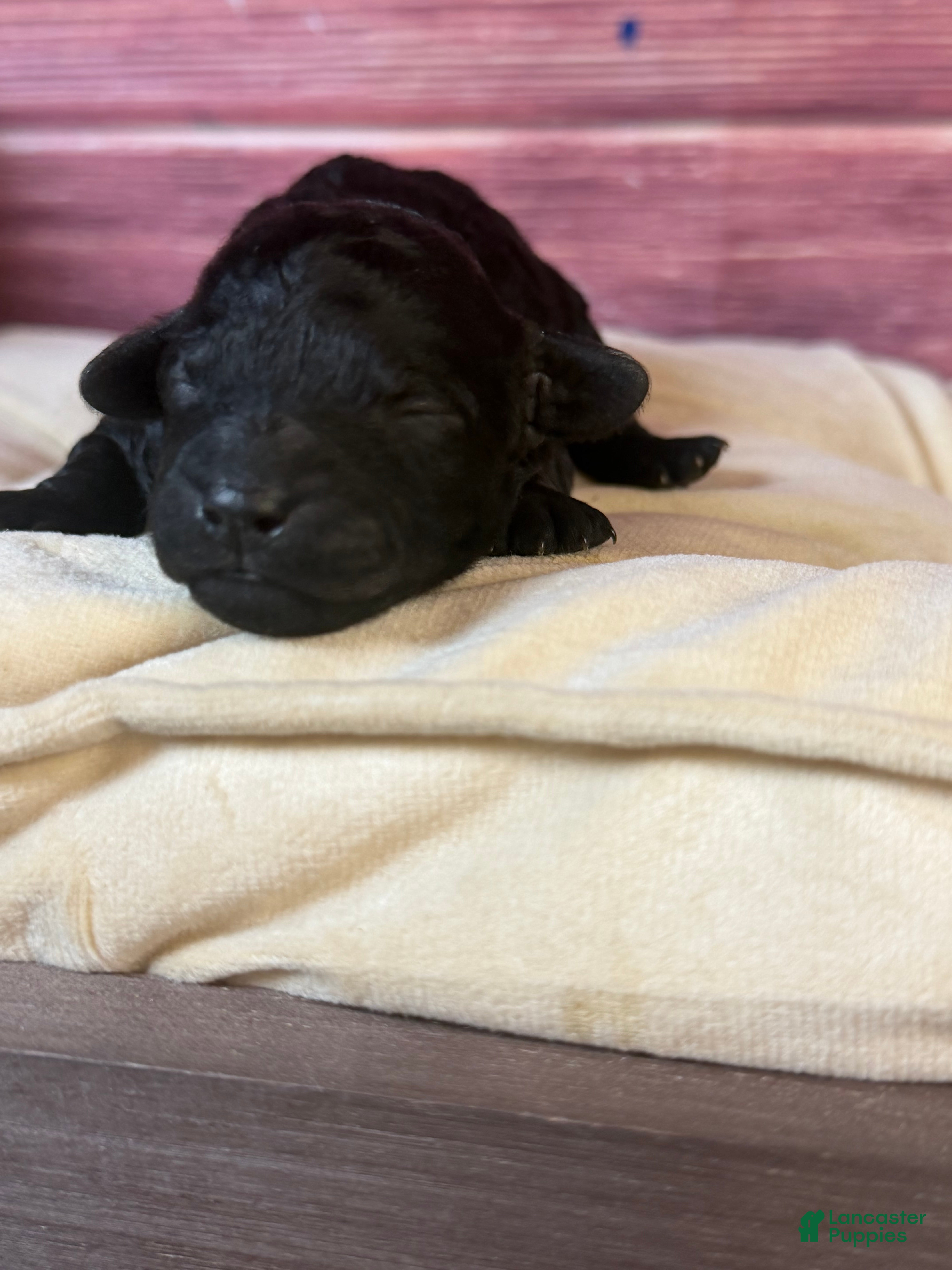 Cockapoo dogs for sale: Nora - Ad 3