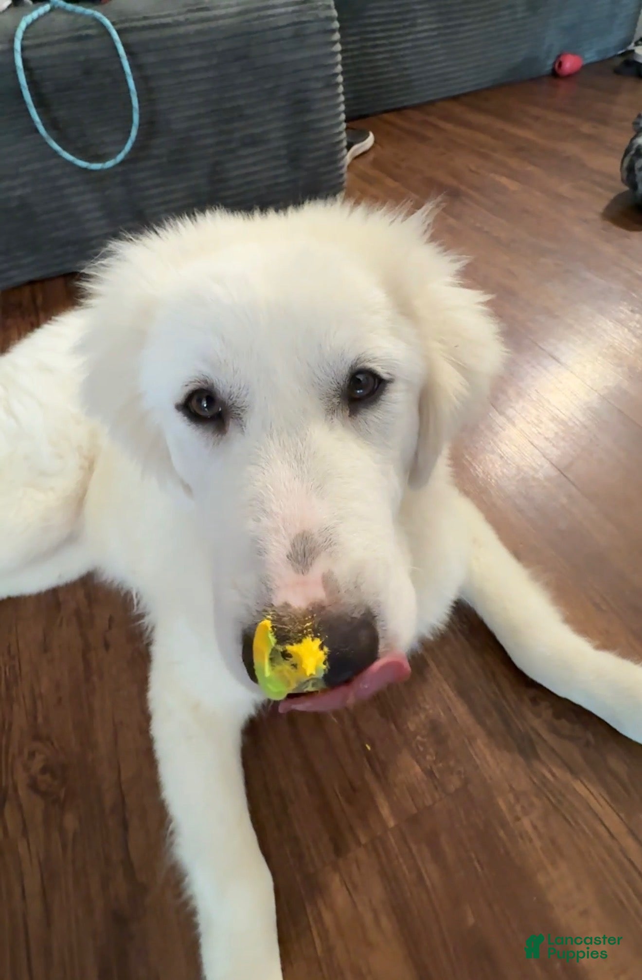 Great Pyrenees dogs Samba - Ad 36