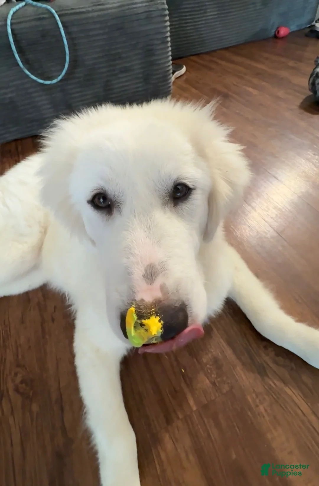 Great Pyrenees dogs for sale: Samba - Ad 1