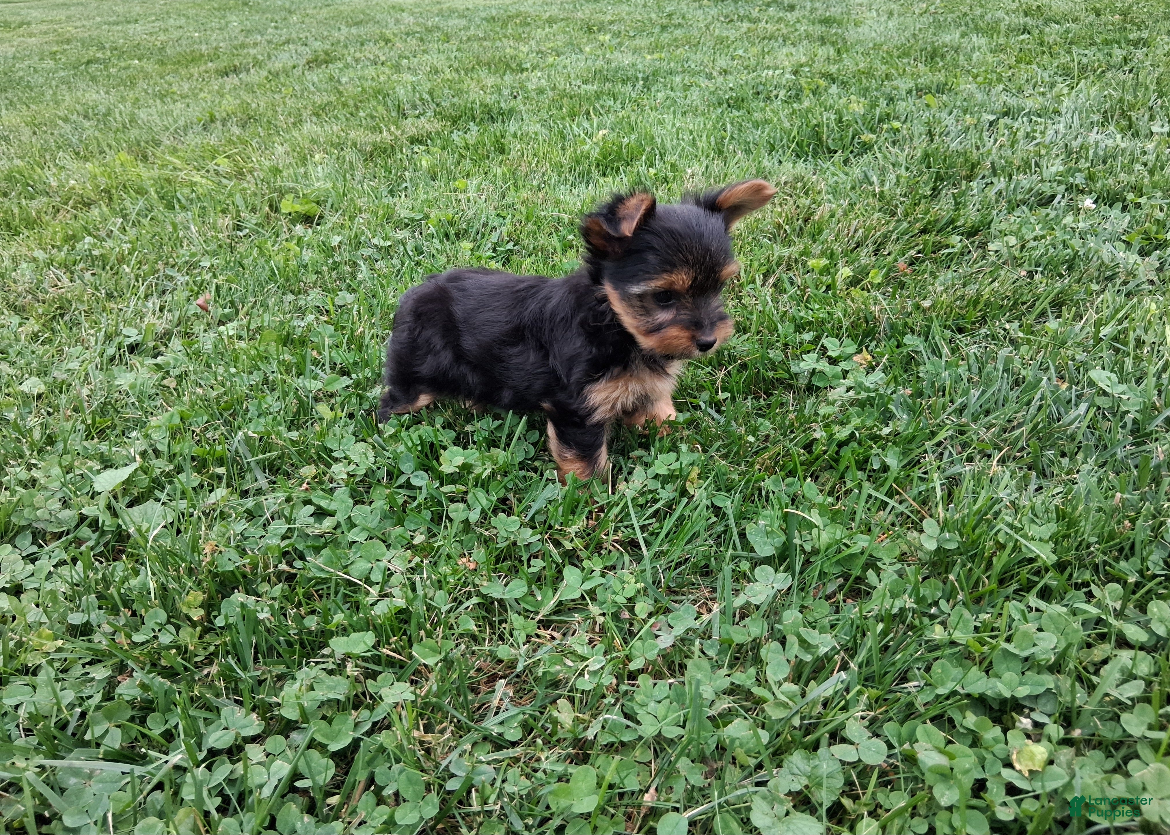 Yorkshire Terrier dogs Patches  - Ad 2