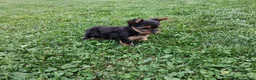 Yorkshire Terrier dogs for sale: Patches  - Ad 2