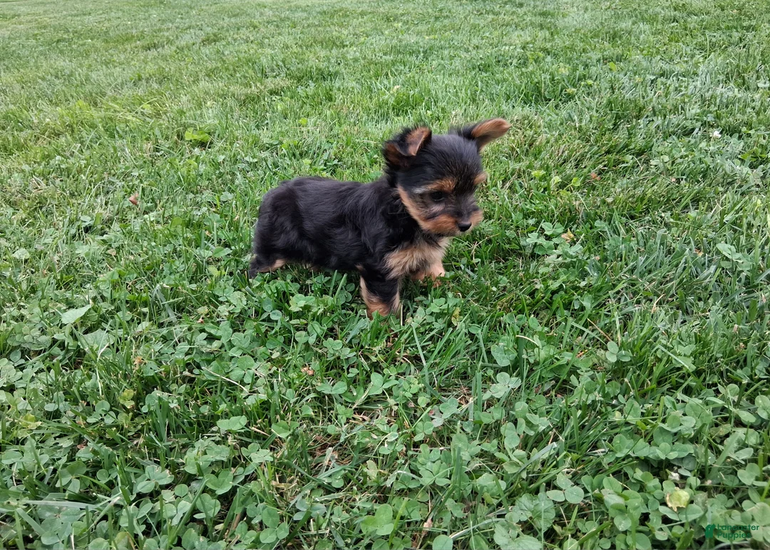 Yorkshire Terrier dogs for sale: Patches  - Ad 2