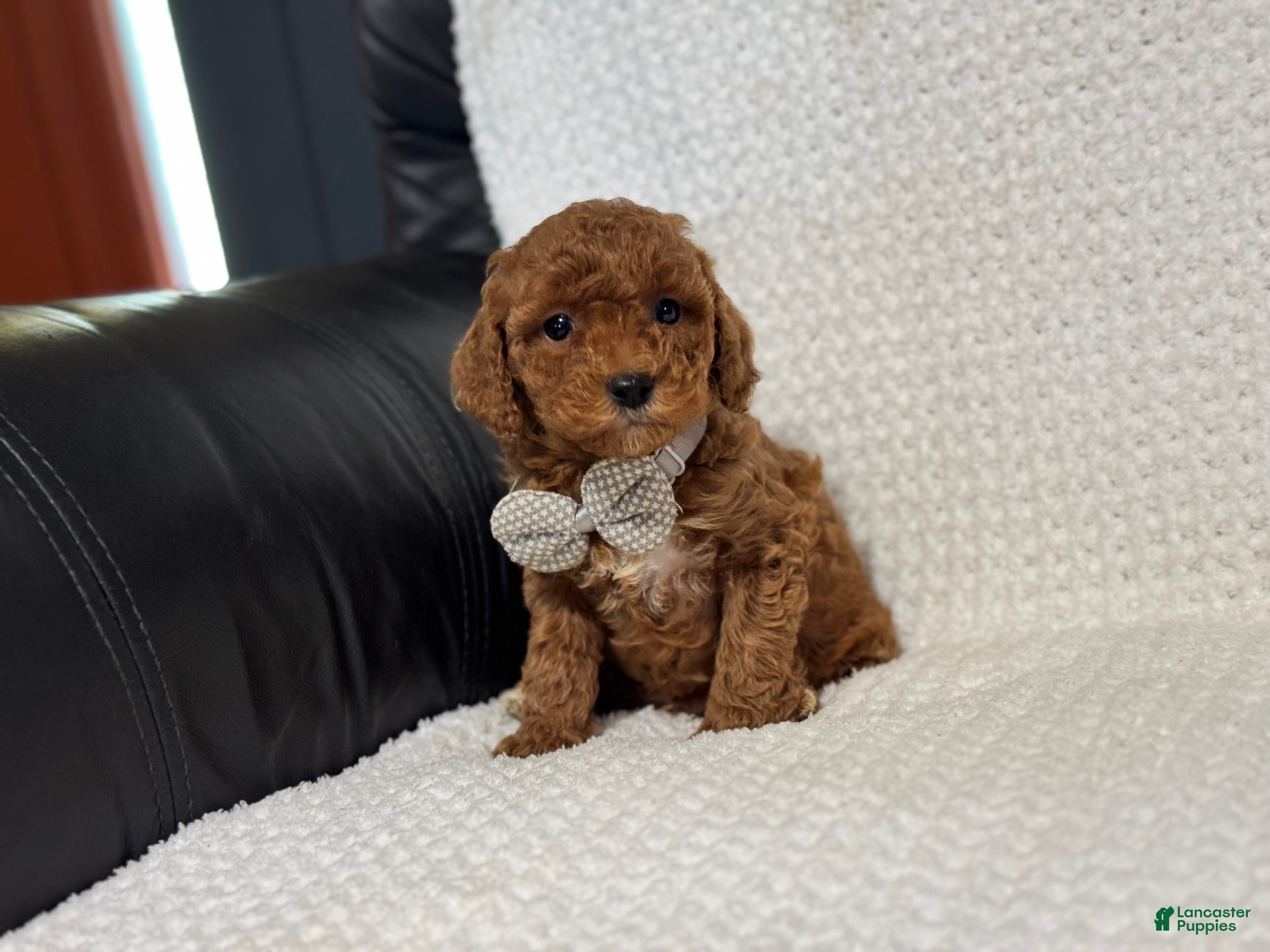 Cavapoo dogs Archie - Ad 35