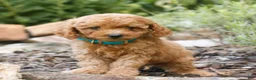 Cavapoo dogs for sale: Landon  - Ad 2