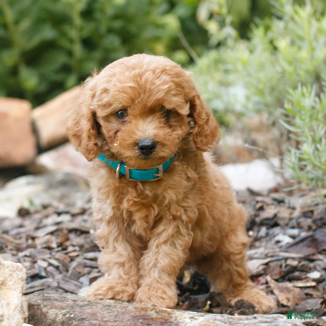 Cavapoo dogs for sale: Landon  - Ad 2