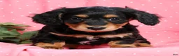 Miniature Dachshund dogs for sale: Bella - Ad 7