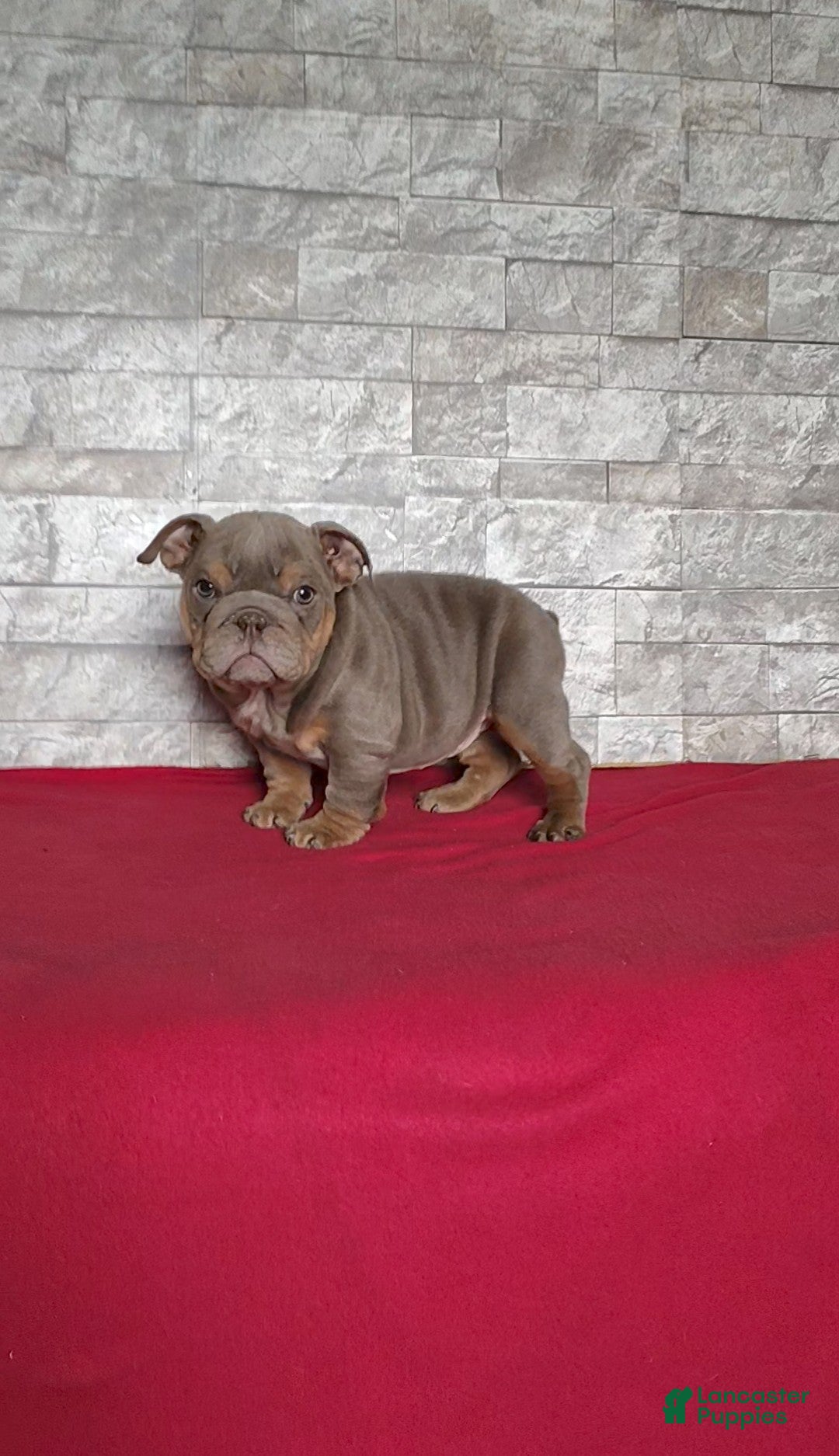 English Bulldog dogs for sale: Rose - Ad 2