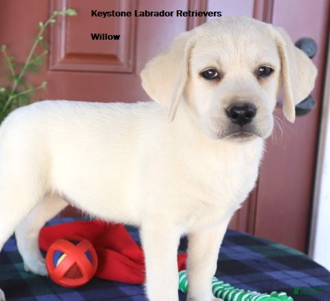 Labrador Retriever dogs Willow - Champion lines - Ad 2