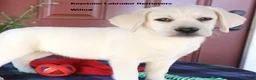 Labrador Retriever dogs for sale: Willow - Champion lines - Ad 2