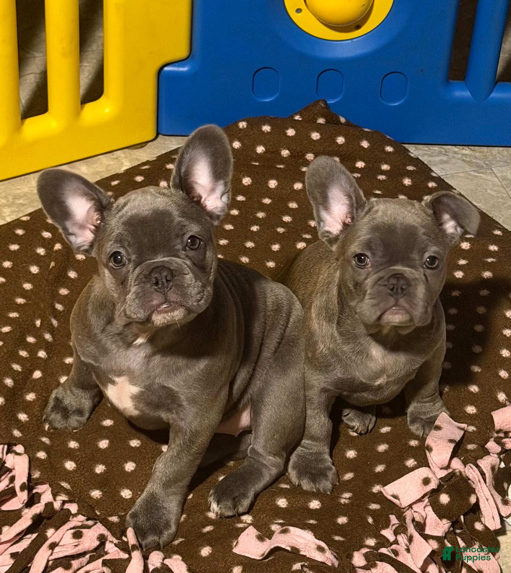 French Bulldog