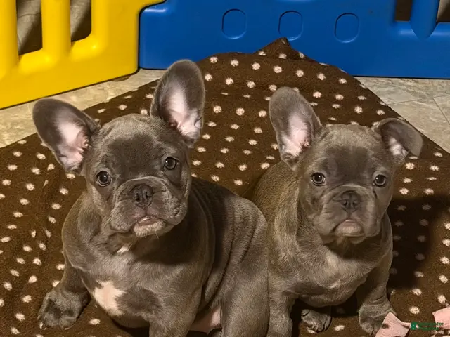 French Bulldog dogs French Bulldog 1 - Ad 1