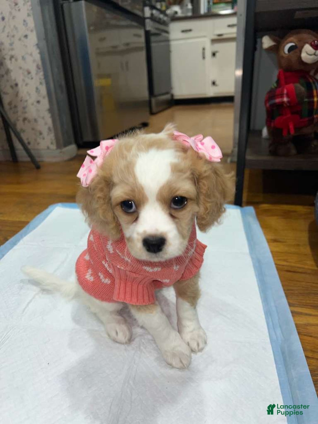 Mixed Breed dogs for sale: Mixed Breed Puppy 1 - Ad 2