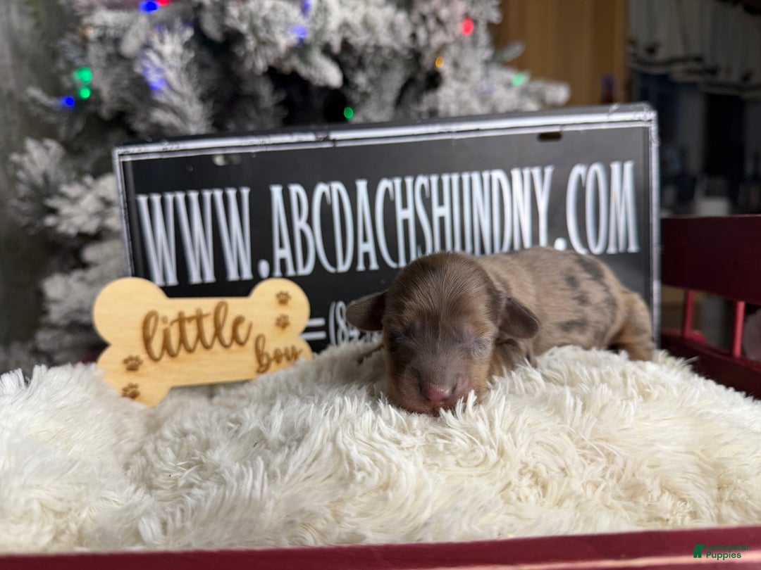 Miniature Dachshund dogs for sale: Cream dapple - Ad 8