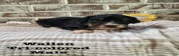 Bernedoodle dogs for sale: Wallen - Ad 1