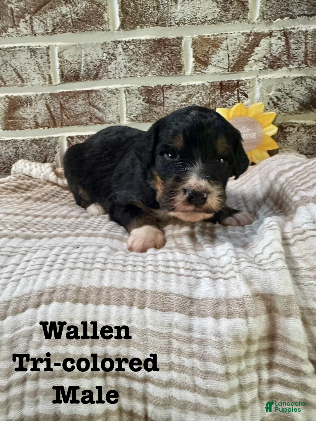 Bernedoodle dogs for sale: Wallen - Ad 1