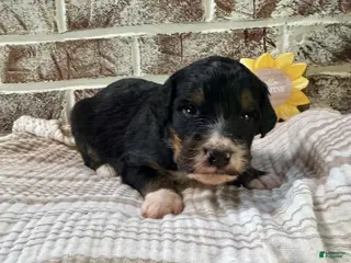 Bernedoodle dogs Wallen - Ad 10