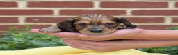 Miniature Dachshund dogs for sale: Forest - Ad 4
