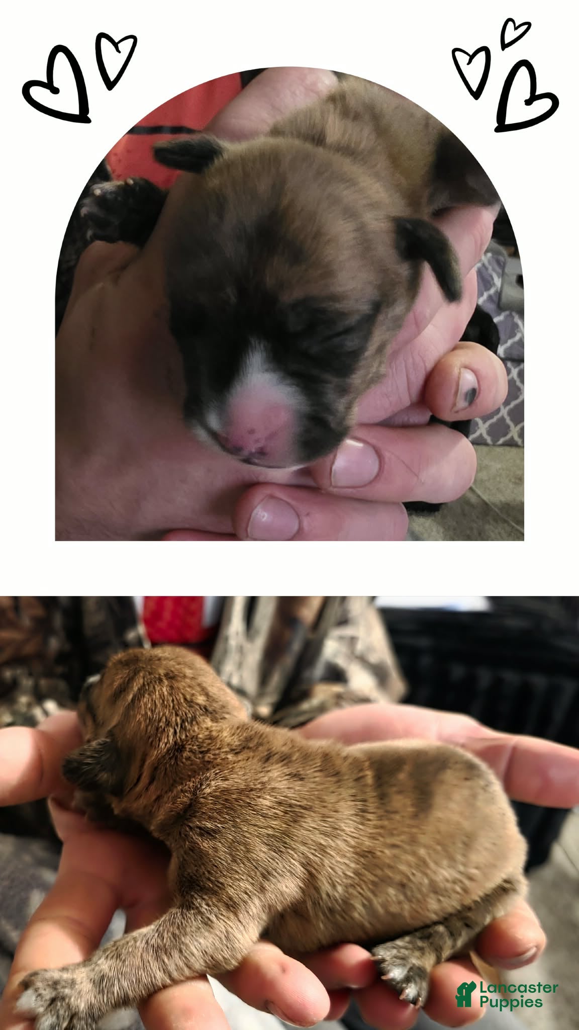 Mixed Breed dogs Bruno - Ad 35