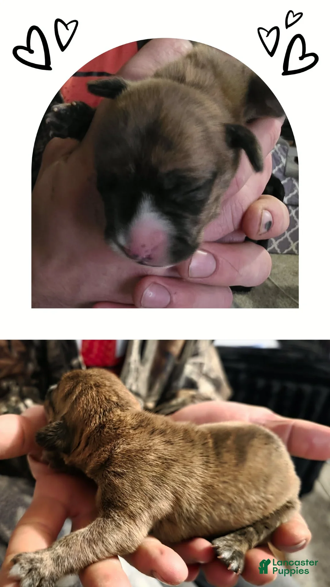 Mixed Breed dogs for sale: Bruno - Ad 1