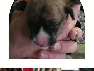 Mixed Breed dogs Bruno - Ad 35