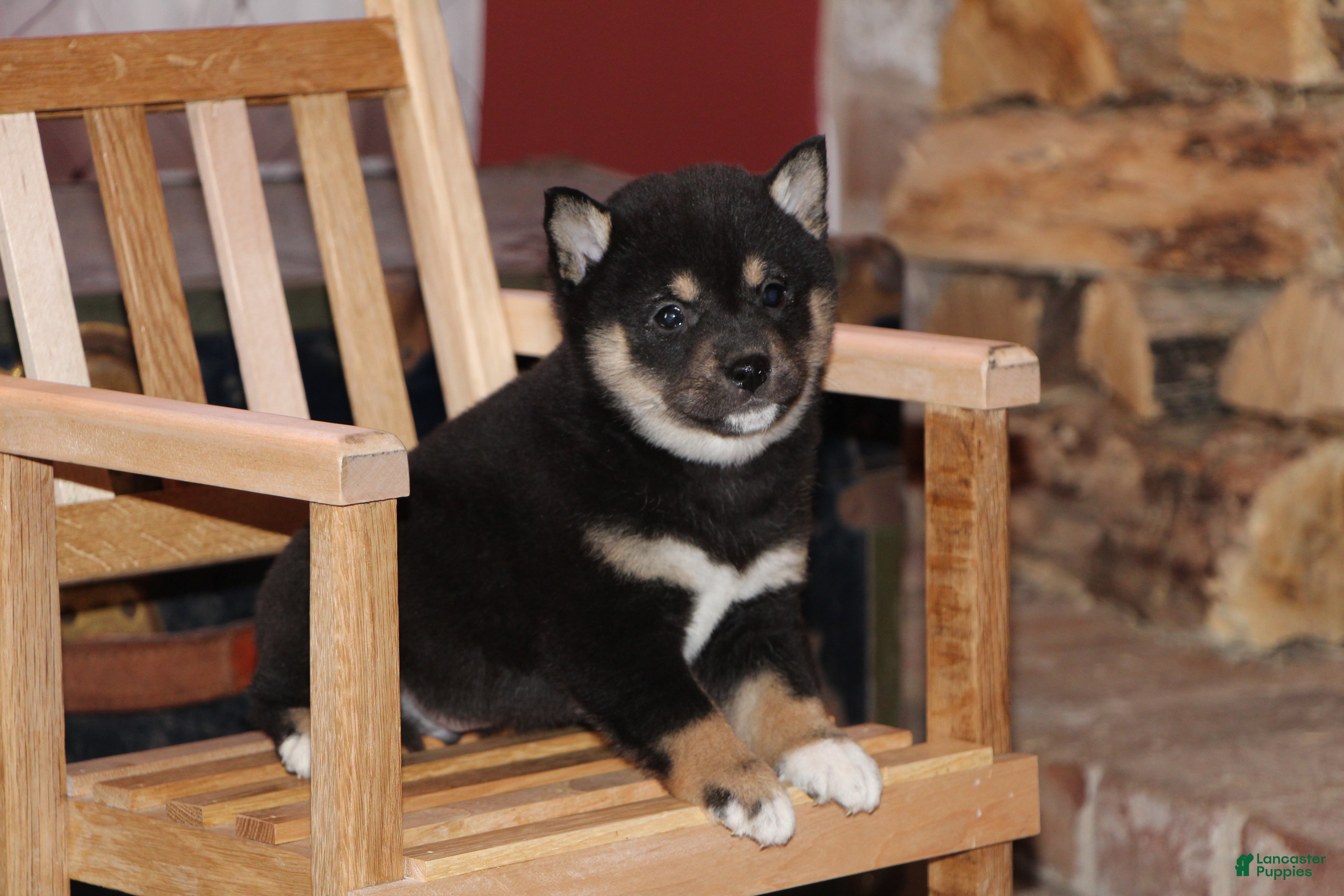 Shiba Inu dogs for sale: Shiba Inu Puppy 2 - Ad 1