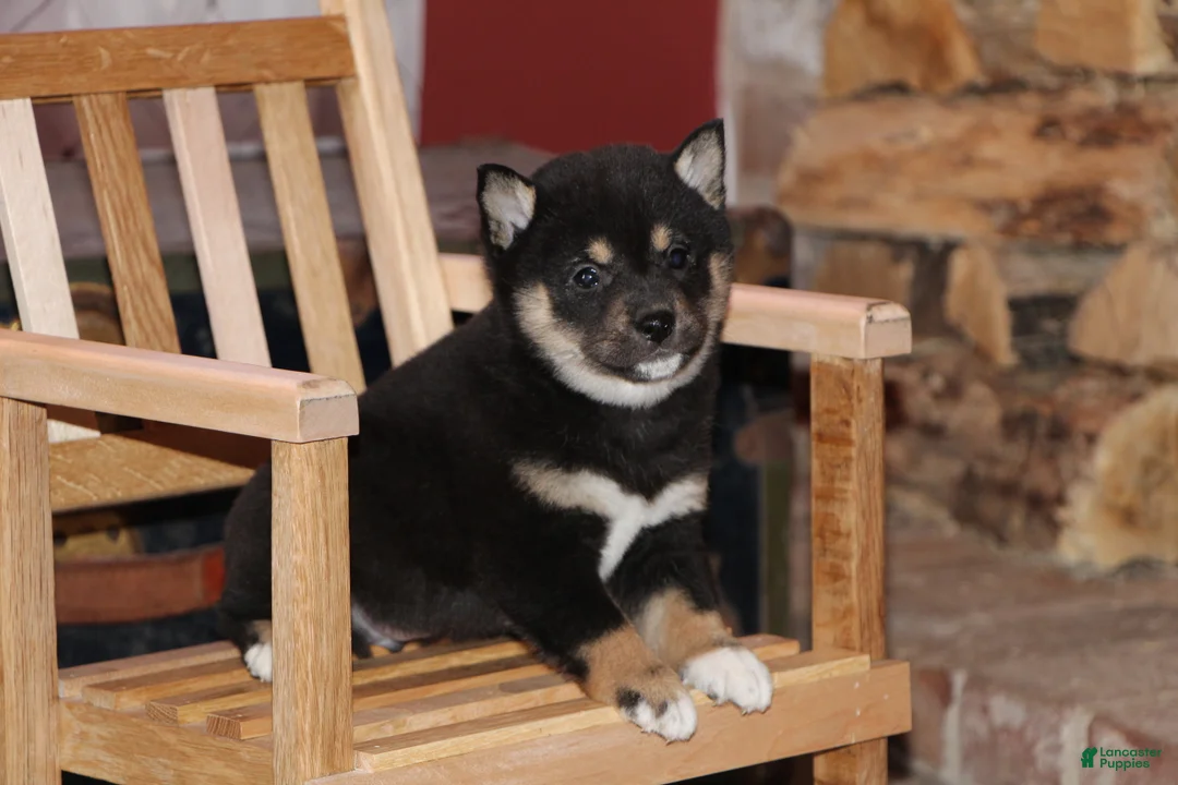 Shiba Inu dogs for sale: Shiba Inu Puppy 2 - Ad 1