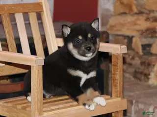 Shiba Inu dogs for sale: Shiba Inu Puppy 2 - Ad 1