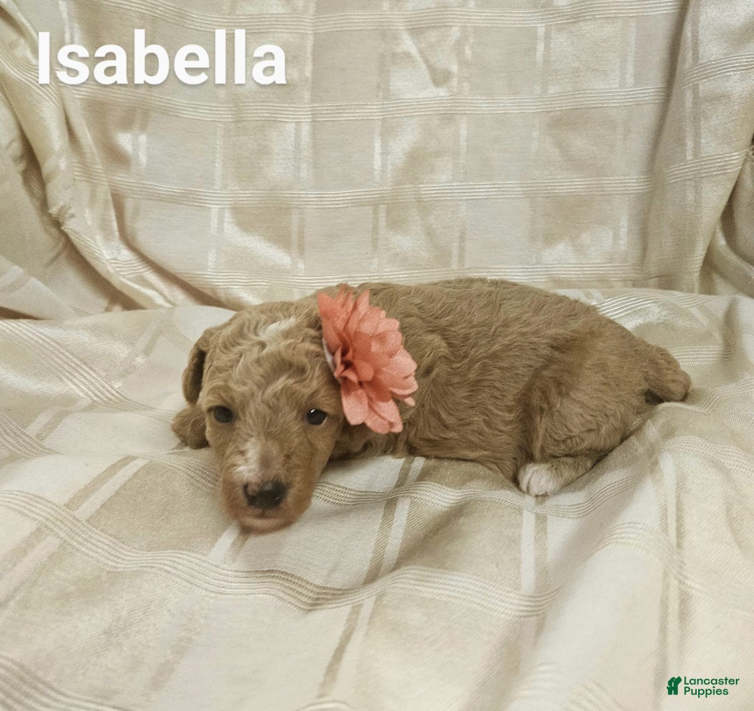 Toy Poodle dogs for sale: Isabella - Ad 4
