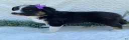 Border Collie dogs for sale: Petunia - Ad 3