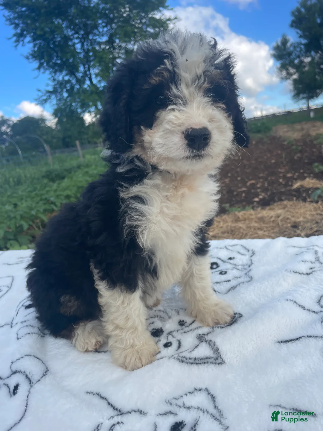 Mini Bernedoodle dogs for sale: Teddy - Ad 4