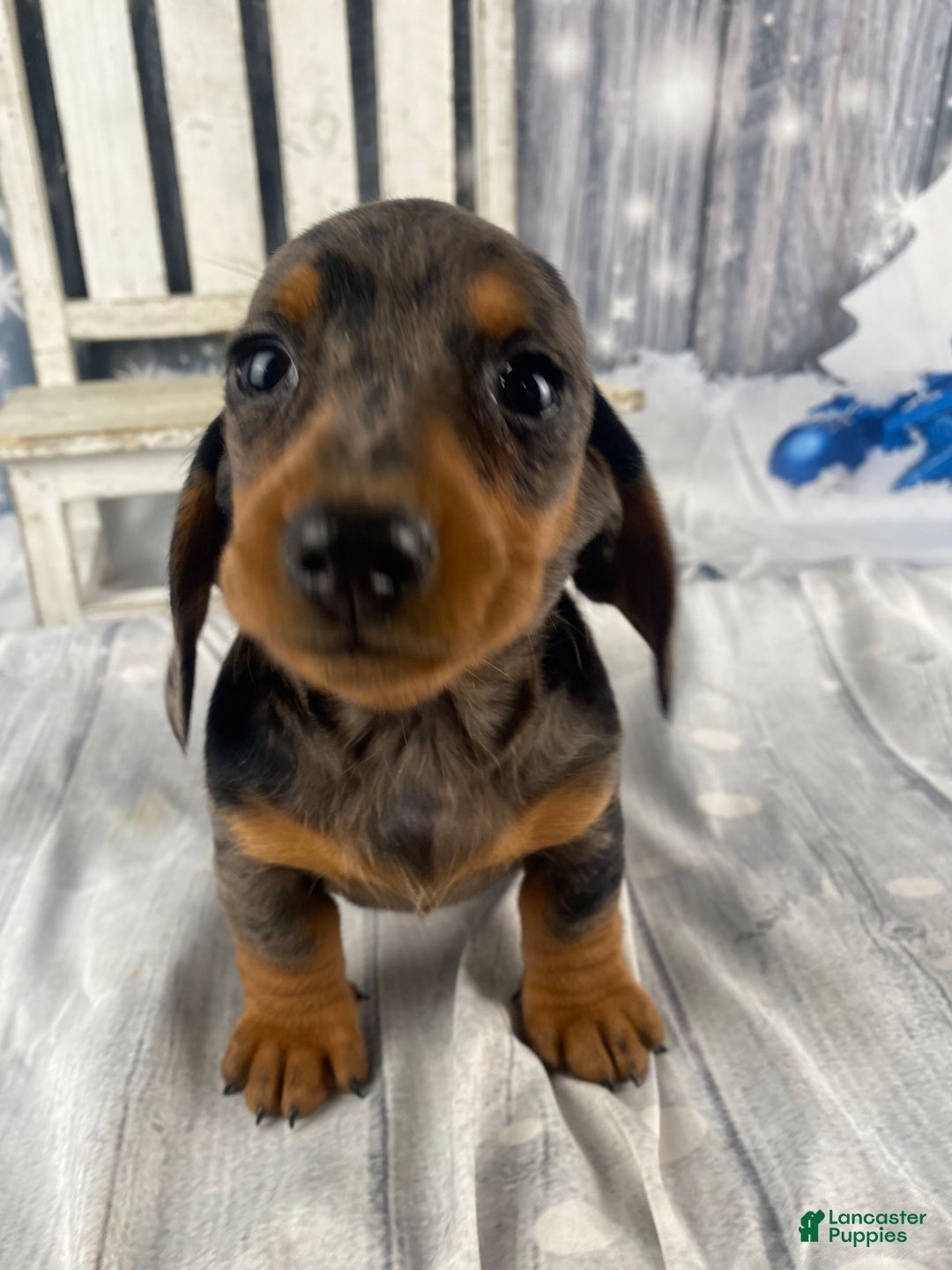 Miniature Dachshund dogs for sale: Julie - Ad 3