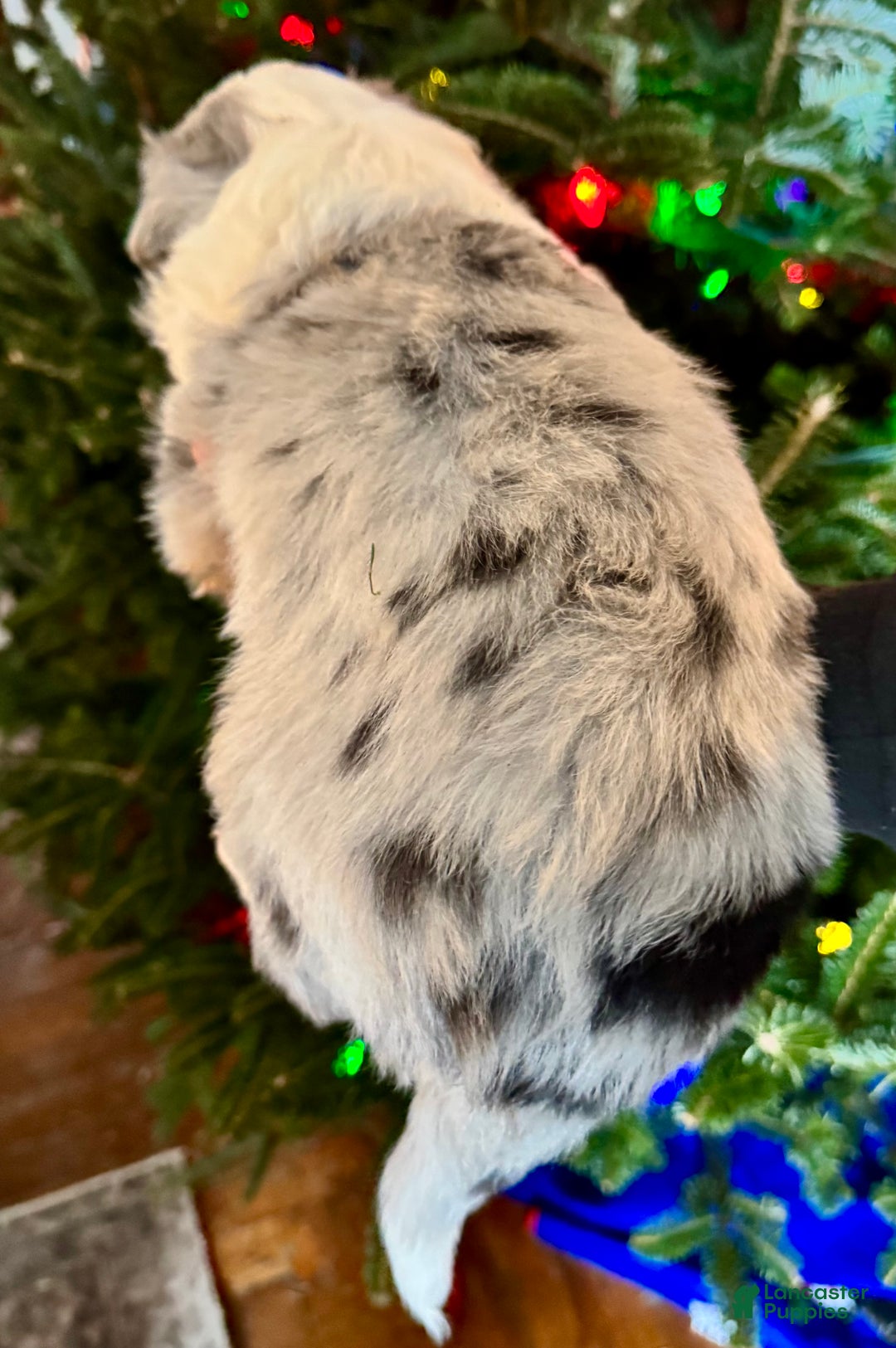 Mixed Breed dogs for sale: Mixed Breed Puppy 1 - Ad 2