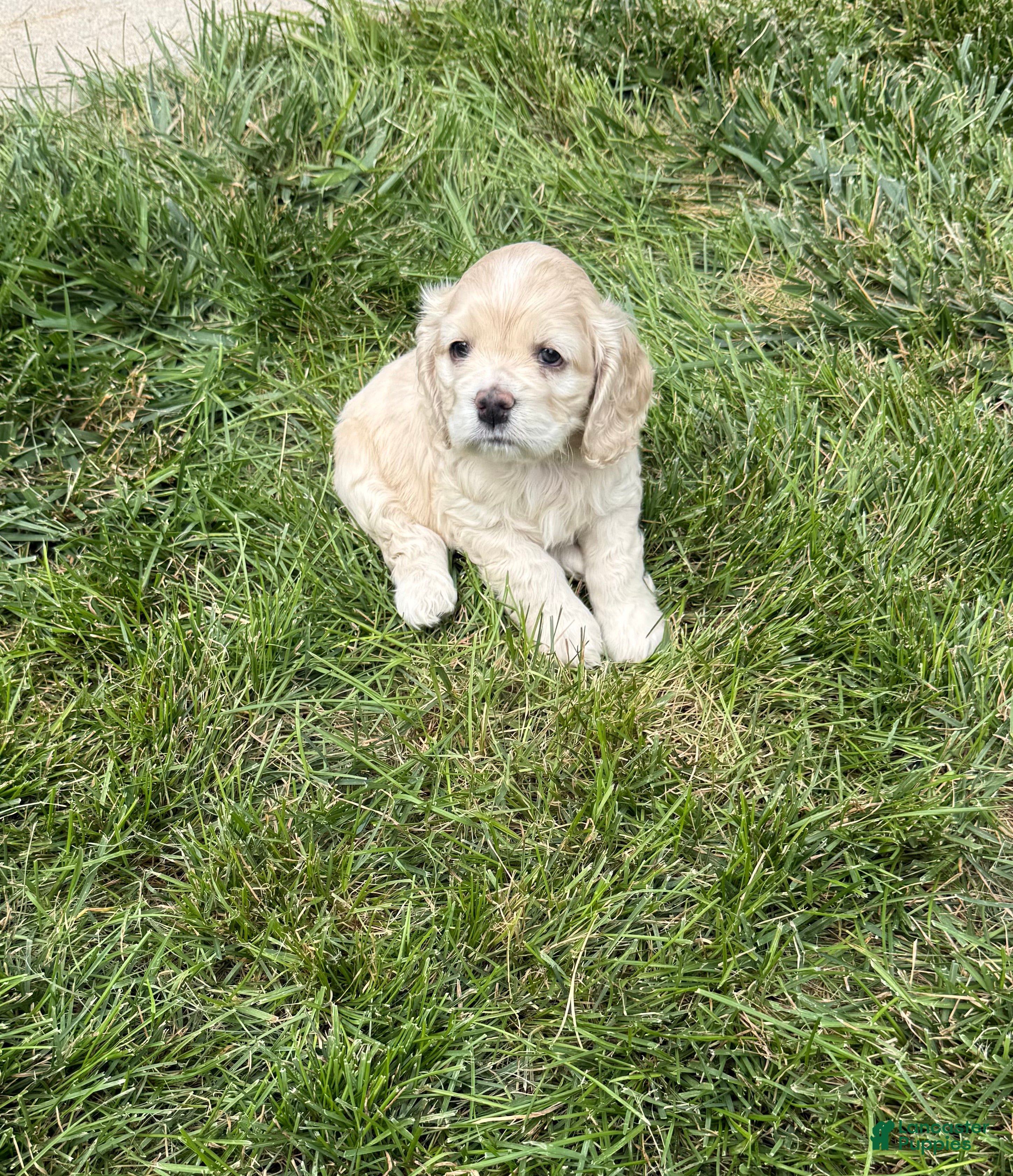 Cocker Spaniel dogs Cocker Spaniel 3- blonde - Ad 1