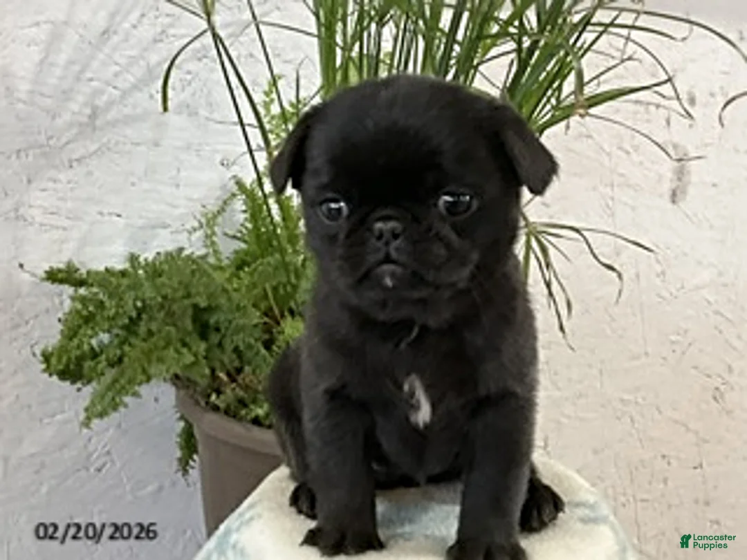 Pug dogs for sale: Cooper - Ad 4