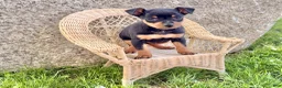 Miniature Pinscher dogs for sale: Indian  - Ad 5