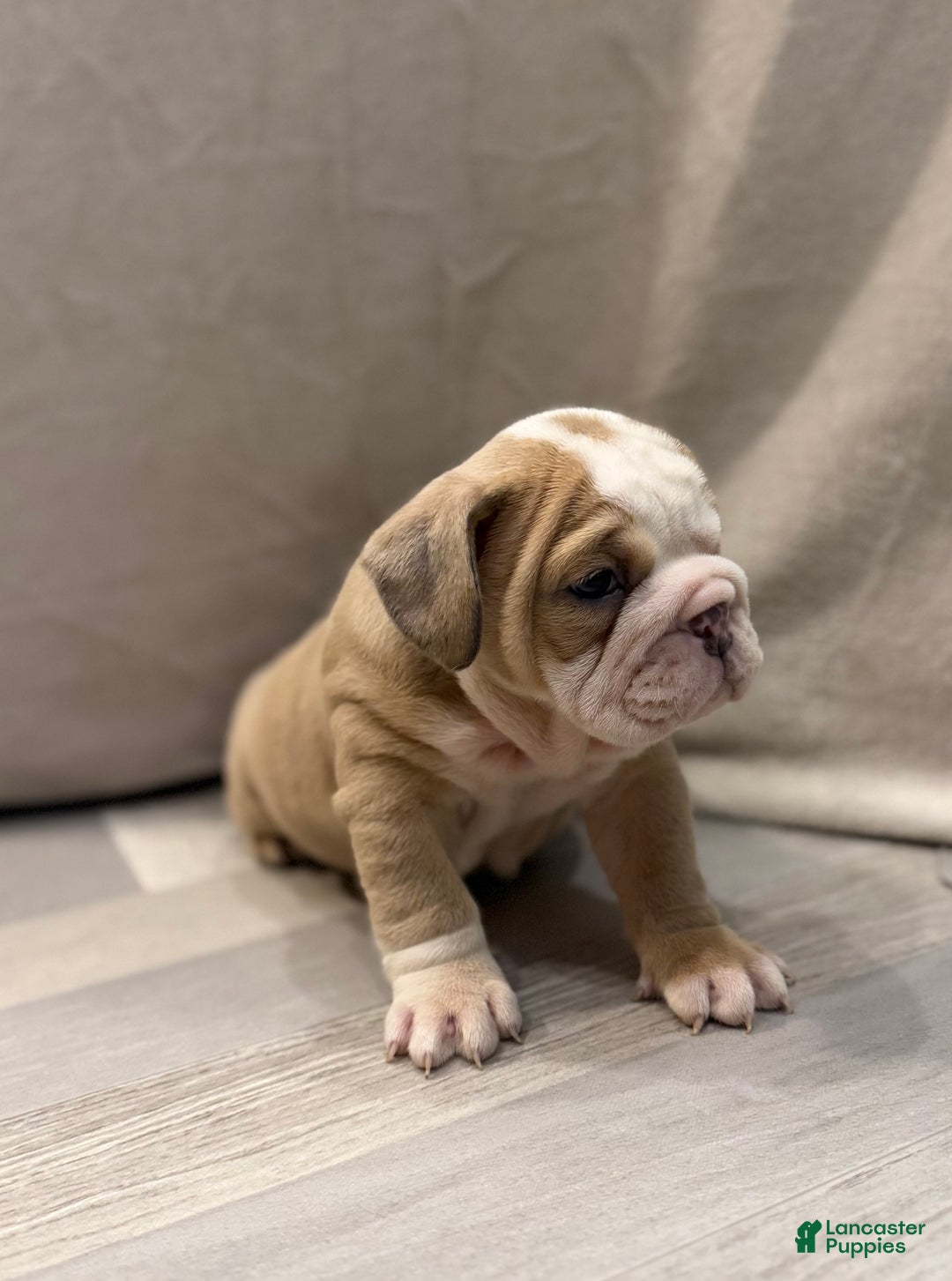 English Bulldog dogs for sale: Faith - Ad 2