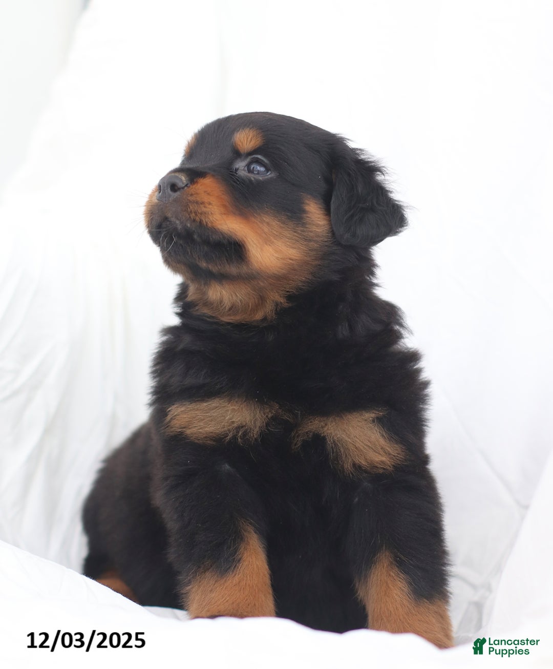 Rottweiler dogs for sale: Bruiser - Ad 5