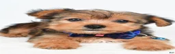 Yorkshire Terrier dogs for sale: Wyatt - Ad 4