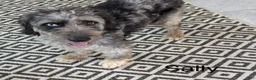 Mini Aussiedoodle dogs for sale: Smokey - Ad 7